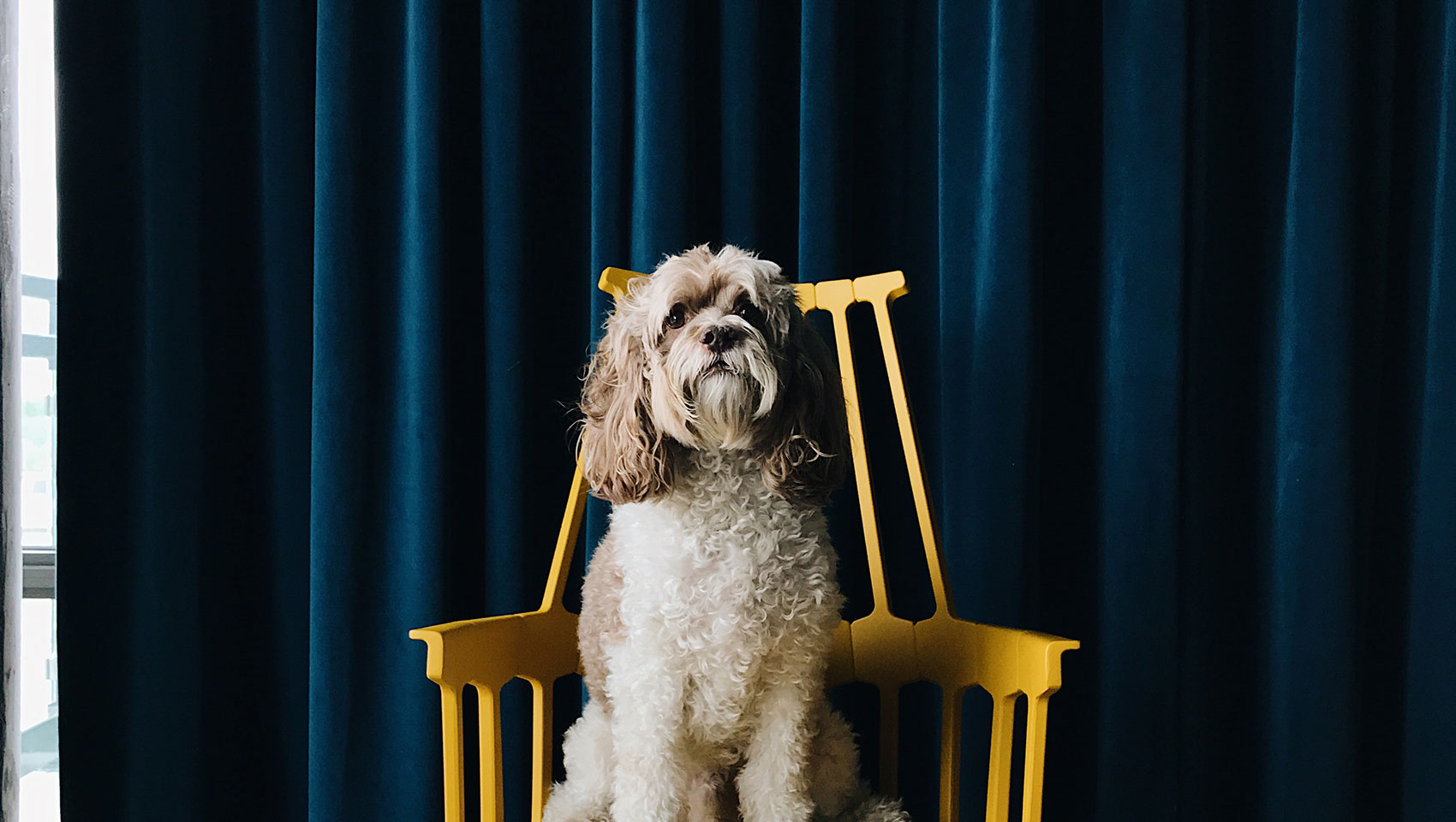 Dog in Chair
