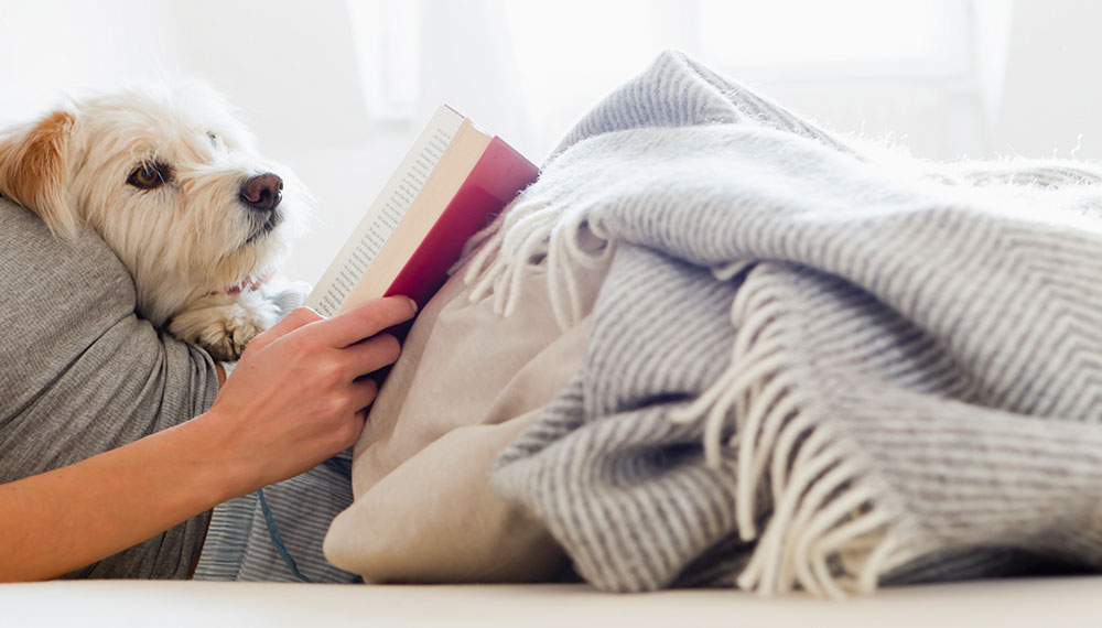 dog in bed